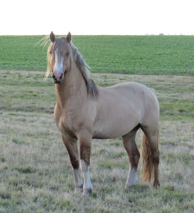 Lote Hidalgo Don Miguel