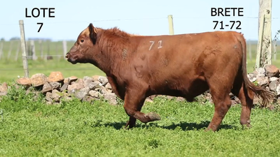 Lote Toros Angus, Artigas