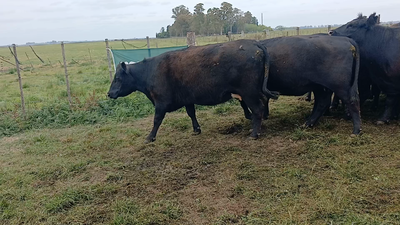 Lote 39 Vacas NUEVA PÑ en Rauch