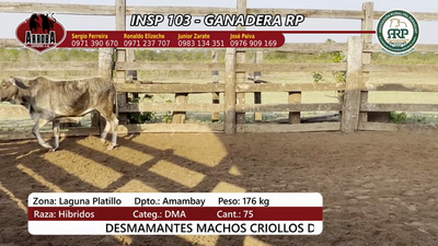 Lote Insp 103