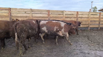 Lote 20 Vaquilla Gorda en Los Ángeles, VIII Región Biobío