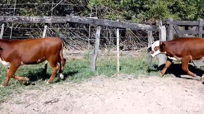 Lote 28 Terneros/as