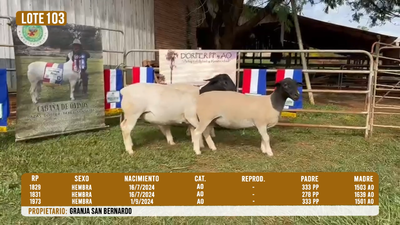 Lote LOTE 103- DESTACADO