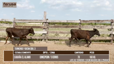 Lote LOTE 4