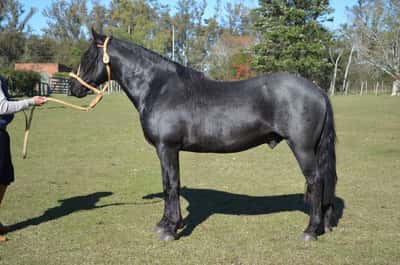 Lote Tucumano del Paso