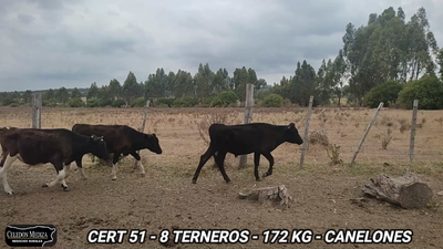 Lote 8 Terneros en Canelones