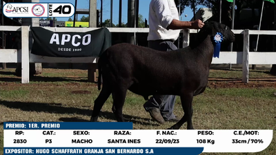 Lote LOTE 40
