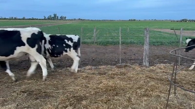 Lote 25 Novillitos Holando Argentino en Ramona, Santa Fe