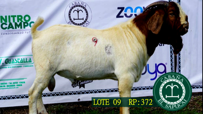 Lote RP 372