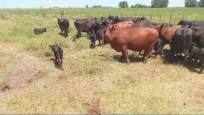 Lote 15 Vacas Usada C/Cria en Daireaux