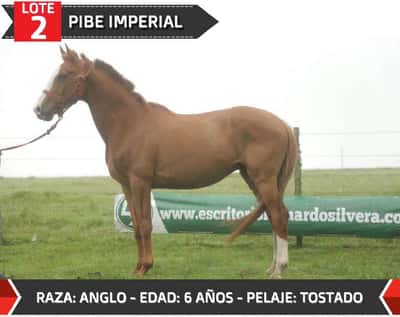 Lote PIBE IMPERIAL