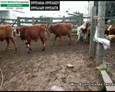 Lote 80 Terneros en Cuchilla del Carmen, Cerro Largo