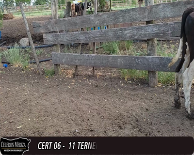 Lote 10 Terneros 6 HO,  2 MONTBELIARDE Y 2 ANGLER 137kg -  en SANTA ROSA,