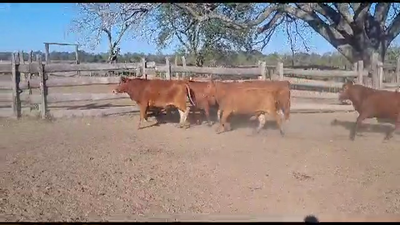 Lote VAQUILLONAS PREÑADAS
