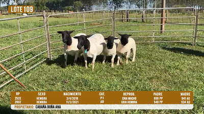 Lote LOTE 109