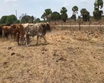Lote 45 Vacas Paridas en Mayor V. Villafañe, Formosa