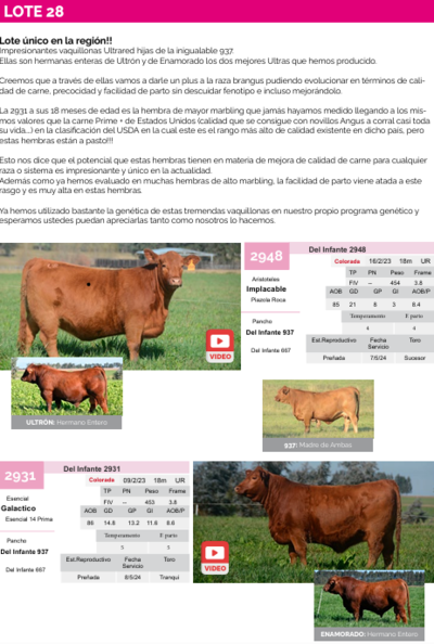 Lote Lote 28