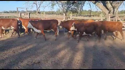 Lote VAQUILLONAS PREÑADAS