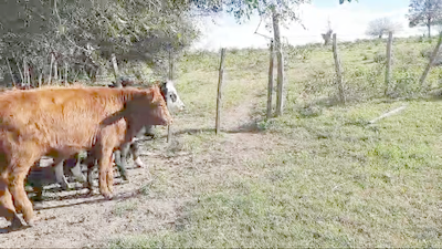 Lote (Vendido)24 Terneros y Terneras Angus y Cruza 154kg -  en Paraje Colonia Arrue