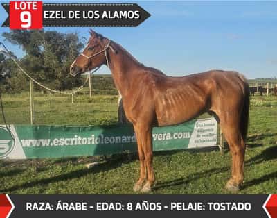 Lote EZEL DE LOS ALAMOS
