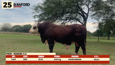 Lote LOTE 25