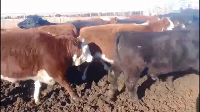 Lote 47 NOVILLITOS
