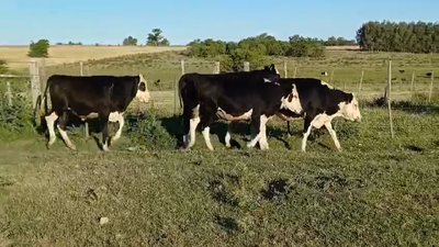 Lote NOVILLOS 1 A 2 AÑOS