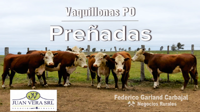 Lote VAQUILLONAS 4-6 DIENTES PREÑADAS PO  - POLLED HEREFORD