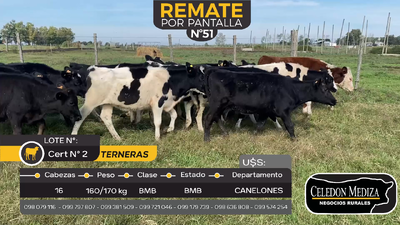Lote 16 Terneras en Juanicó, Canelones