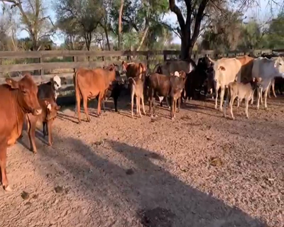 Lote 61 Vacas medio uso en Juan José Castelli, Chaco