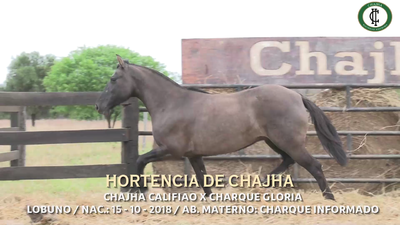 Lote LOTE 25