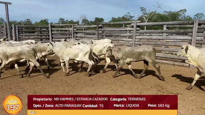  LOTE  197