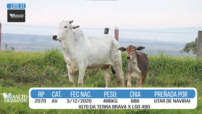 Lote LOTE 31