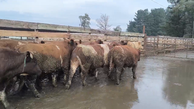 Lote 20 Novillo Gordo en Los Ángeles, VIII Región Biobío