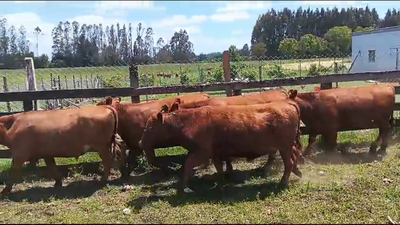 Lote 16 Novillo Engorda en Los Muermos, X Región Los Lagos