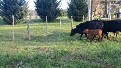 Lote PIEZAS DE CRIA