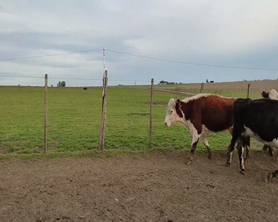 Lote 8 Vaquillonas Vacas Preñadas 3 HE X AA,  2 RA X HE,  3 HE 400kg - , Colonia