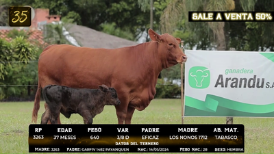 Lote LOTE 35