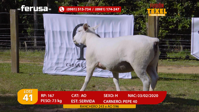 Lote Lote 41