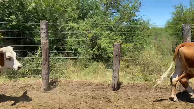 Lote 50 Vaquillonas