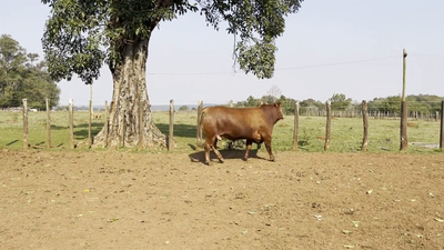 Lote TOROS BRANGUS, Cabaña "SAN SIMON"