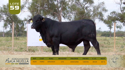 Lote LOTE 59