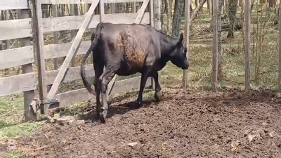 Lote TERNERA
