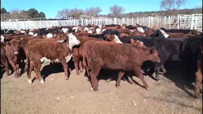 Lote 160 TERNERAS