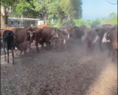 Lote 100 Vacas medio uso C/ cria en Saladas, Corrientes
