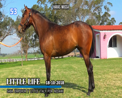 Lote LITTLE LIFE