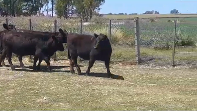 Lote (Vendido)4 Vaquillonas 1 a 2 años ANGUS 295kg -  en SANTA RITA