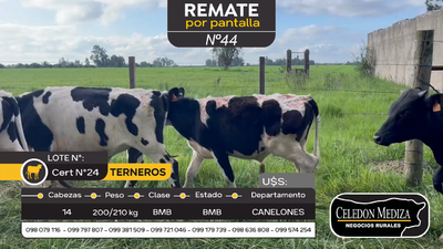 Lote 14 Terneros en Canelones