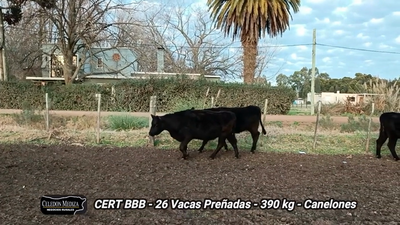 Lote 26 Vacas preñadas en Progreso, Canelones