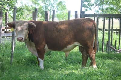 Lote PEDIGREE DE 2 AÑOS